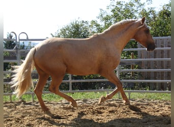 PRE, Hengst, 3 Jaar, 161 cm, Palomino