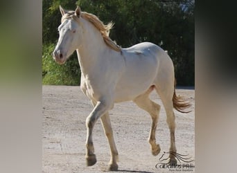 PRE, Hengst, 3 Jaar, 161 cm, Perlino