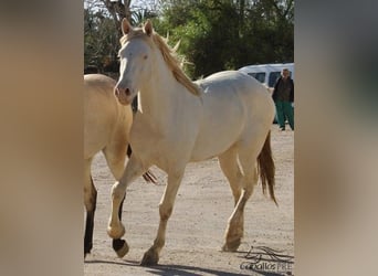 PRE, Hengst, 3 Jaar, 161 cm, Perlino