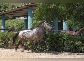 PRE Mix, Hengst, 3 Jaar, 161 cm, Schimmel