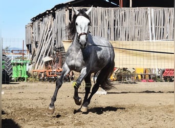 PRE, Hengst, 3 Jaar, 161 cm, Schimmel