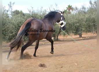 PRE, Hengst, 3 Jaar, 162 cm, Brown Falb schimmel