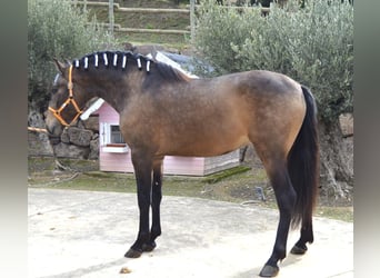 PRE Mix, Hengst, 3 Jaar, 162 cm, Buckskin