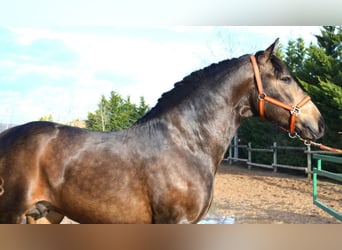 PRE Mix, Hengst, 3 Jaar, 162 cm, Buckskin