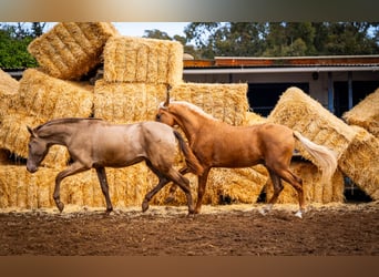 PRE Mix, Hengst, 3 Jaar, 162 cm, Champagne