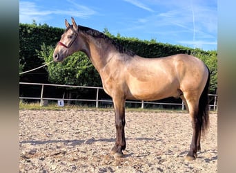 PRE Mix, Hengst, 3 Jaar, 162 cm, Falbe