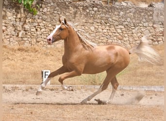 PRE Mix, Hengst, 3 Jaar, 162 cm, Palomino