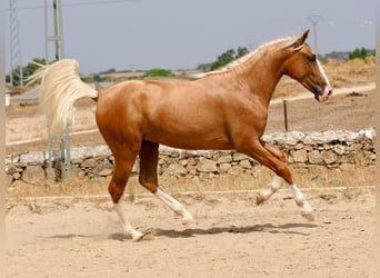 PRE Mix, Hengst, 3 Jaar, 162 cm, Palomino