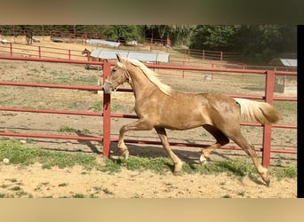 PRE Mix, Hengst, 3 Jaar, 162 cm, Palomino