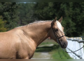 PRE Mix, Hengst, 3 Jaar, 162 cm, Palomino