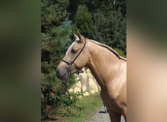 PRE Mix, Hengst, 3 Jaar, 162 cm, Palomino