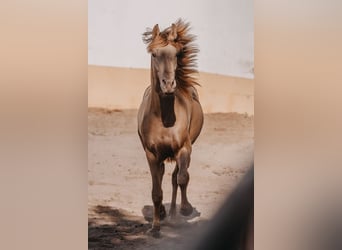 PRE, Hengst, 3 Jaar, 162 cm, Pearl