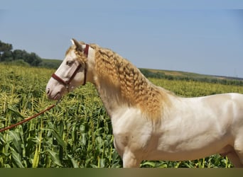 PRE Mix, Hengst, 3 Jaar, 162 cm, Perlino