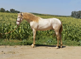 PRE Mix, Hengst, 3 Jaar, 162 cm, Perlino