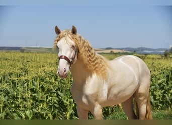 PRE Mix, Hengst, 3 Jaar, 162 cm, Perlino