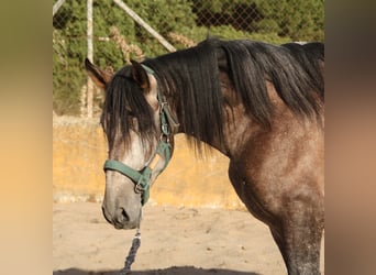 PRE Mix, Hengst, 3 Jaar, 162 cm, Rood schimmel
