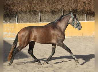 PRE Mix, Hengst, 3 Jaar, 162 cm, Rood schimmel