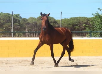 PRE Mix, Hengst, 3 Jaar, 162 cm, Roodbruin