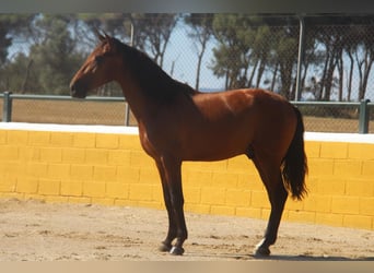 PRE Mix, Hengst, 3 Jaar, 162 cm, Roodbruin