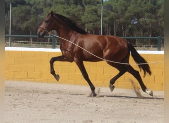 PRE Mix, Hengst, 3 Jaar, 162 cm, Roodbruin