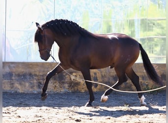 PRE Mix, Hengst, 3 Jaar, 162 cm, Roodbruin