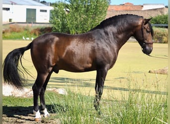 PRE Mix, Hengst, 3 Jaar, 162 cm, Roodbruin