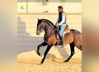 PRE Mix, Hengst, 3 Jaar, 162 cm, Schimmel