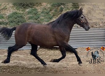 PRE Mix, Hengst, 3 Jaar, 162 cm, Schimmel