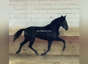 PRE Mix, Hengst, 3 Jaar, 162 cm, Schimmel