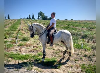 PRE, Hengst, 3 Jahre, 162 cm, Schimmel