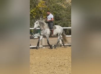 PRE Mix, Hengst, 3 Jaar, 162 cm, Schimmel