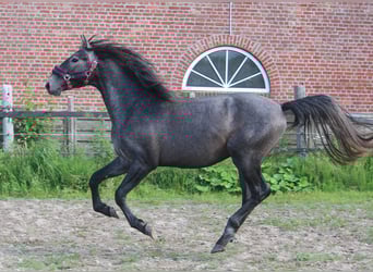 PRE, Hengst, 3 Jaar, 162 cm, Schimmel