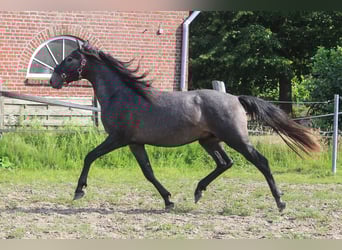 PRE, Hengst, 3 Jaar, 162 cm, Schimmel