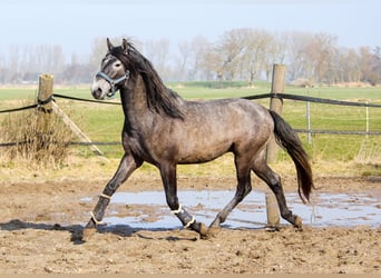 PRE, Hengst, 3 Jaar, 162 cm, Schimmel