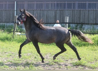 PRE, Hengst, 3 Jaar, 162 cm, Schimmel