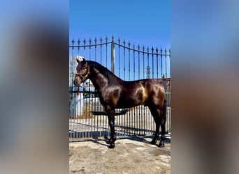 PRE Mix, Hengst, 3 Jaar, 162 cm, Vos