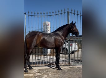 PRE Mix, Hengst, 3 Jaar, 162 cm, Vos