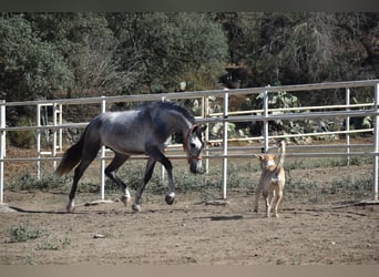 PRE Mix, Hengst, 3 Jaar, 163 cm, Appelschimmel