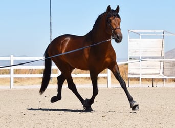 PRE, Hengst, 3 Jaar, 163 cm, Brauner