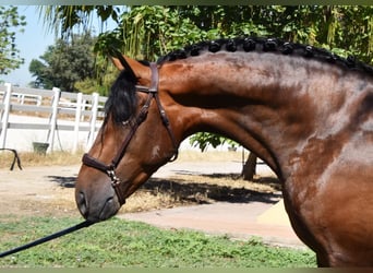 PRE, Hengst, 3 Jaar, 163 cm, Brauner