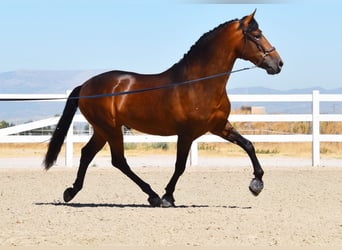 PRE, Hengst, 3 Jaar, 163 cm, Brauner