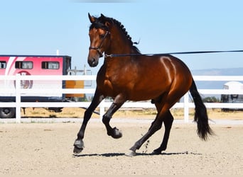 PRE, Hengst, 3 Jaar, 163 cm, Brauner