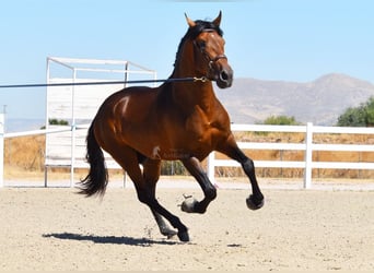 PRE, Hengst, 3 Jaar, 163 cm, Brauner