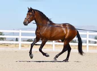 PRE, Hengst, 3 Jaar, 163 cm, Brauner