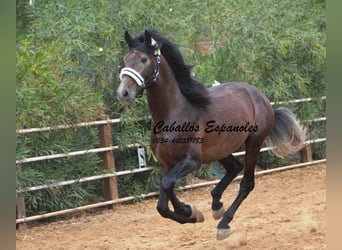 PRE, Hengst, 3 Jaar, 163 cm, Brown Falb schimmel