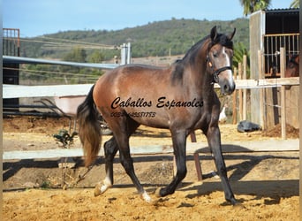 PRE, Hengst, 3 Jaar, 163 cm, Brown Falb schimmel
