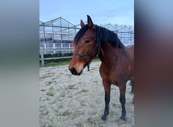 PRE, Hengst, 3 Jaar, 163 cm, Bruin