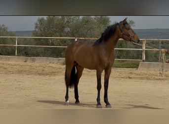 PRE Mix, Hengst, 3 Jaar, 163 cm, Bruin