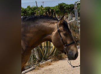 PRE Mix, Hengst, 3 Jaar, 163 cm, Buckskin