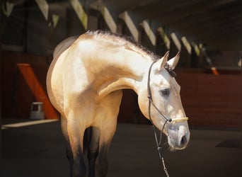 PRE Mix, Hengst, 3 Jaar, 163 cm, Buckskin